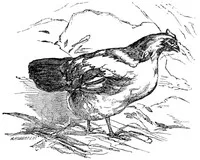 The Fox and the Geese; and The Wonderful History of Henny-Penny — Anonymous cover