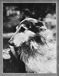 Lad: A Dog — Albert Payson Terhune cover