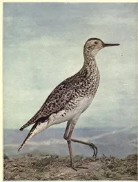 Birds Illustrated by Color Photography, Vol. 3, No. 4. — Various cover