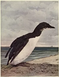 Birds Illustrated by Color Photography, Vol. 3, No. 6, June 1898 — Various cover