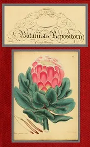 The botanist's repository for new and rare plants; vol. 01 & 02 [of 10] — Henry Cranke, active 1799-1828 Andrews cover